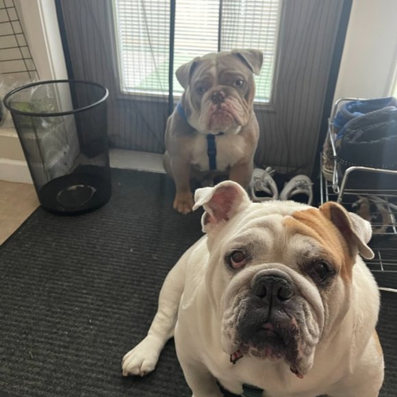 Mother of Bulldogs - Picture 8 of 8